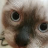 (Category: ) located in . Submitted by ponch_cat (Listing ID 1369583087, Image 1). Description: .