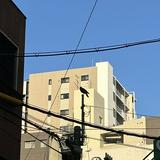 （分類：）位於 。 由 somecoolstuff6 提交（商品編號 1384810077，圖片 1）。簡介： 。