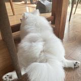 （分類：）位於 。 由 jess7829 提交（商品編號 1355254191，圖片 1）。簡介： 。