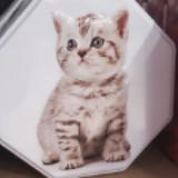 （分類：）位於 。 由 wing_sell_412 提交（商品編號 1309377241，圖片 1）。簡介： 。