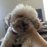 (Category: ) located in . Submitted by ameliatooawesome (Listing ID 1376079228, Image 1). Description: .