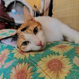(Category: ) located in . Submitted by cutiepatootie1999 (Listing ID 1376108665, Image 1). Description: .