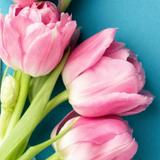 （分類：）位於 。 由 lili_shopping_store 提交（商品編號 1373919920，圖片 1）。簡介： 。