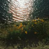 (Category: ) located in . Submitted by tarobby (Listing ID 1341900786, Image 1). Description: .