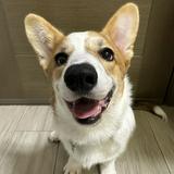 （分類：）位於 。 由 Budee_maomao 提交（商品編號 1357811603，圖片 1）。簡介： 。