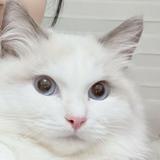 (Category: ) located in . Submitted by slowblinkshop (Listing ID 1439755756, Image 1). Description: .