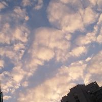 (分類:)位於 。 由 janicelee391061 提交(商品編號 1456818818,圖片 1)。簡介: 。
