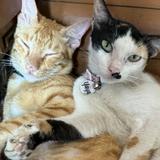 (Kategori: ) berada di . Dikirim oleh padippuu (ID iklan 1383802871, Gambar 1). Deskripsi: .