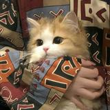 (分類:)位於 。 由 pannnnnny 提交(商品編號 1458760411,圖片 1)。簡介: 。