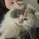(Kategori: ) berada di . Dikirim oleh r4wrah (ID iklan 1311865341, Gambar 1). Deskripsi: .