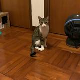 （分類：）位於 。 由 catloverinhongkong 提交（商品編號 1311513973，圖片 1）。簡介： 。