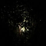(Category: ) located in . Submitted by rikoay (Listing ID 1364972588, Image 1). Description: .