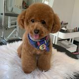 (Category: ) located in . Submitted by lolygroomer (Listing ID 1311214206, Image 1). Description: .