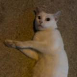 (Category: ) located in . Submitted by sikewho (Listing ID 1318557233, Image 1). Description: .