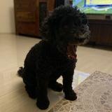 由 brad0625 (刊登 ID 1385723260，圖片 1) 提交，位於 的 (類別：)，說明：。
