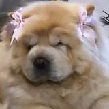 (Category: ) located in . Submitted by chimmychongus (Listing ID 1384372092, Image 1). Description: .