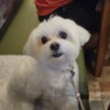 (Category: ) located in . Submitted by violet.e (Listing ID 1378759767, Image 1). Description: .