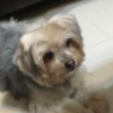 由 1209juliey55138 (刊登 ID 1381259762，圖片 1) 提交，位於 的 (類別：)，說明：。