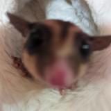 (Kategori: ) berada di . Dikirim oleh adoptmeeeyaa (ID iklan 1357512745, Gambar 1). Deskripsi: .