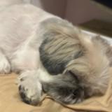 （分類：）位於 。 由 rickylee517 提交（商品編號 1386299405，圖片 1）。簡介： 。