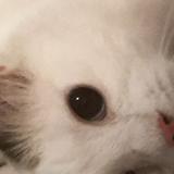 (分類:)位於 。 由 vioxlz_ 提交(商品編號 1457052867,圖片 1)。簡介: 。