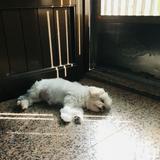由 wassup125865651 (刊登 ID 1379516849，圖片 1) 提交，位於 的 (類別：)，說明：。