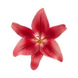 (Category: ) located in . Submitted by goods_supplys (Listing ID 1310054590, Image 1). Description: .