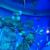 （分類：）位於 。 由 alllllllllll 提交（商品編號 1366322074，圖片 1）。簡介： 。