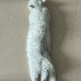 （分類：）位於 。 由 bling_sy 提交（商品編號 1365234459，圖片 1）。簡介： 。