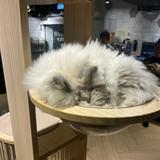 （分類：）位於 。 由 hiikaru 提交（商品編號 1384162914，圖片 1）。簡介： 。