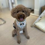(Category: ) located in . Submitted by poeyxinyi (Listing ID 1369556867, Image 1). Description: .