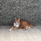由 xuny09 (刊登 ID 1383730593，圖片 1) 提交，位於 的 (類別：)，說明：。