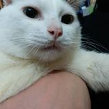 （分類：）位於 。 由 miaoxz 提交（商品編號 1322745480，圖片 1）。簡介： 。
