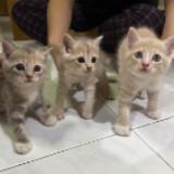 (Category: ) located in . Submitted by naini_77 (Listing ID 1380976605, Image 1). Description: .