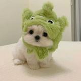 (Category: ) located in . Submitted by lifeoo (Listing ID 1374198820, Image 1). Description: .