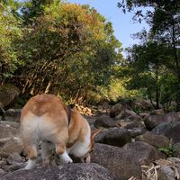 （分類：）位於 。 由 longgor325 提交（商品編號 1329577390，圖片 1）。簡介： 。