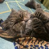(Category: ) located in . Submitted by memayeselfinday (Listing ID 1370178134, Image 1). Description: .