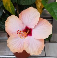由 yachulai80293 (刊登 ID 1378401457，圖片 1) 提交，位於 的 (類別：)，說明：。