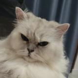 （分類：）位於 。 由 jhm14 提交（商品編號 1377439882，圖片 1）。簡介： 。