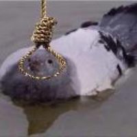 (Category: ) located in . Submitted by joksannn (Listing ID 1367194624, Image 1). Description: .