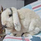 (Category: ) located in . Submitted by Bunny (Listing ID 1307878901, Image 1). Description: .