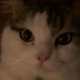 (Category: ) located in . Submitted by an.aiaii (Listing ID 1378948793, Image 1). Description: .