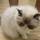 (Category: ) located in . Submitted by blueicetea (Listing ID 1361440963, Image 1). Description: .