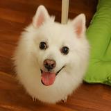 （分類：）位於 。 由 donutlau 提交（商品編號 1311170976，圖片 1）。簡介： 。