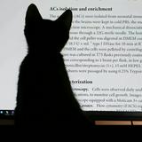 （分類：）位於 。 由 kkkkkkkkkkkmmm 提交（商品編號 1308453167，圖片 1）。簡介： 。