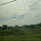 (Category: ) located in . Submitted by syzwnkhz (Listing ID 1443525925, Image 1). Description: .