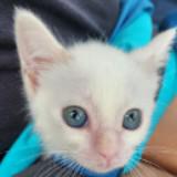 (Category: ) located in . Submitted by tinycat63 (Listing ID 1386216977, Image 1). Description: .