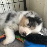 (Category: ) located in . Submitted by fruitastic (Listing ID 1382348037, Image 1). Description: .