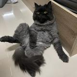 (Category: ) located in . Submitted by pet_grooming_sg (Listing ID 1344983015, Image 1). Description: .