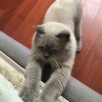(Category: ) located in . Submitted by cas587 (Listing ID 1437642248, Image 1). Description: .